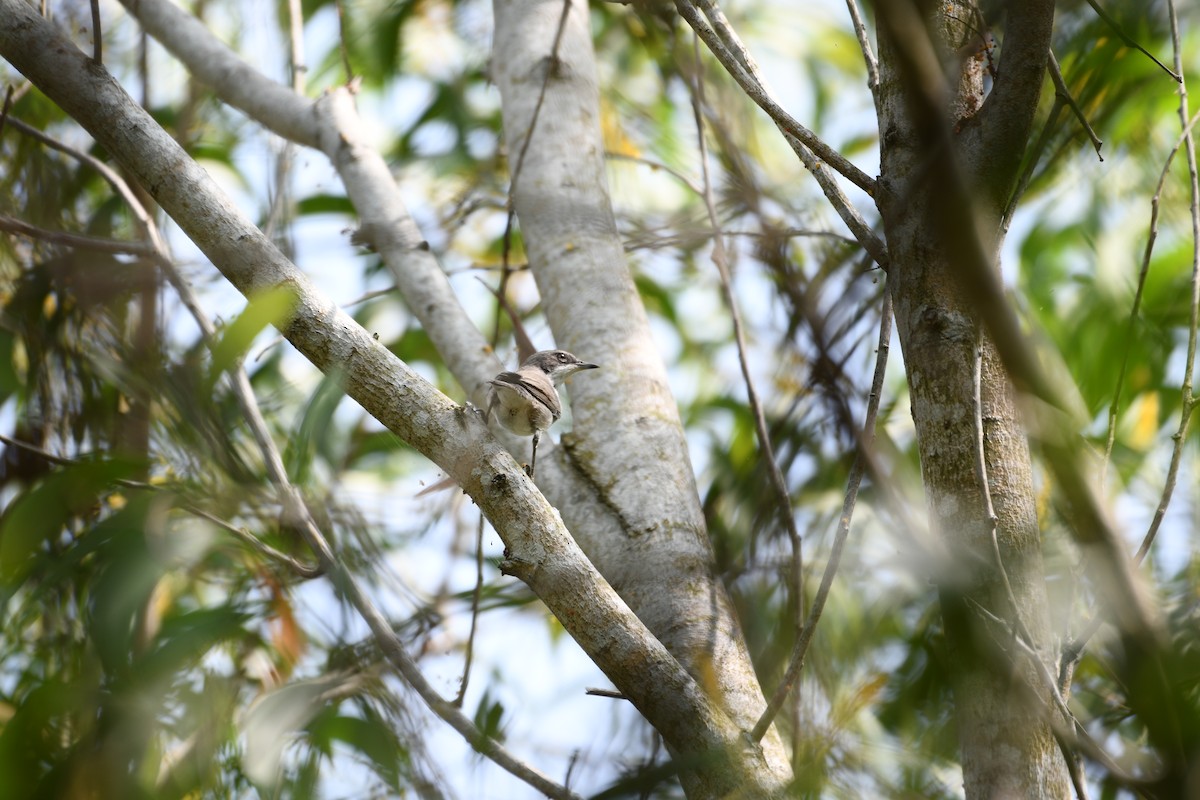 Lesser Whitethroat - Athul Sekhar A