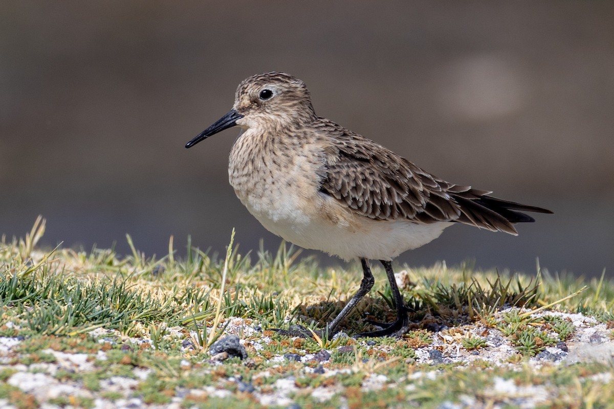 Baird's Sandpiper - ML613639088