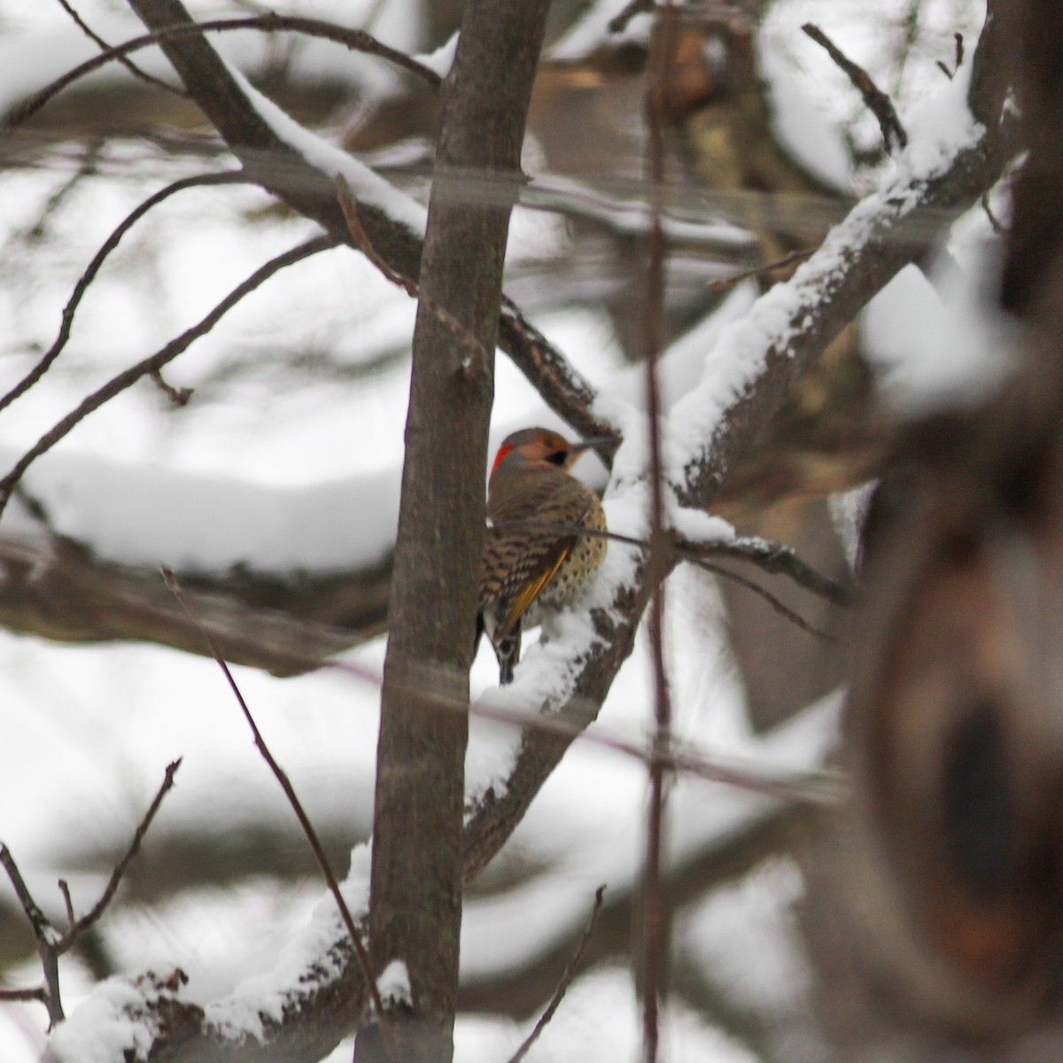 Northern Flicker - ML613639115