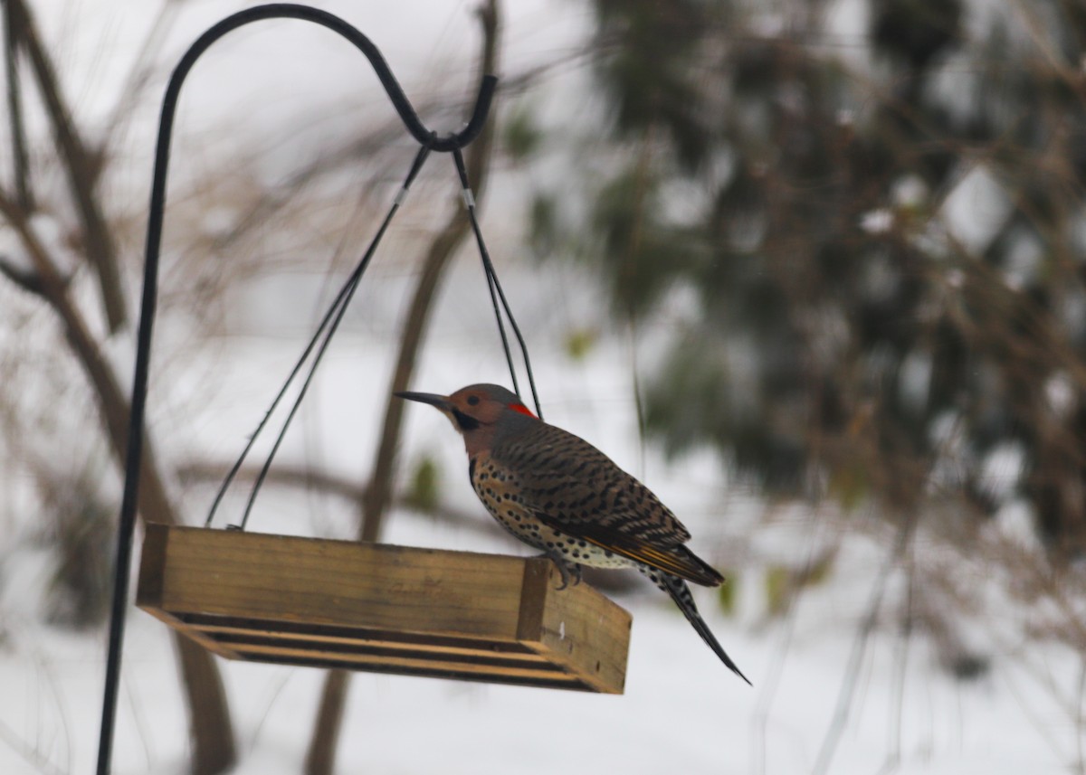 Northern Flicker - ML613639116