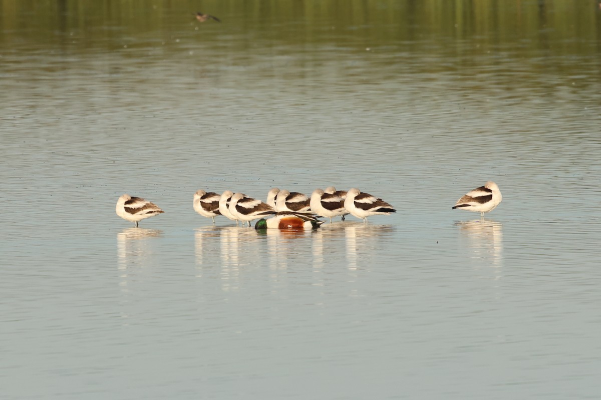 Northern Shoveler - ML613639146