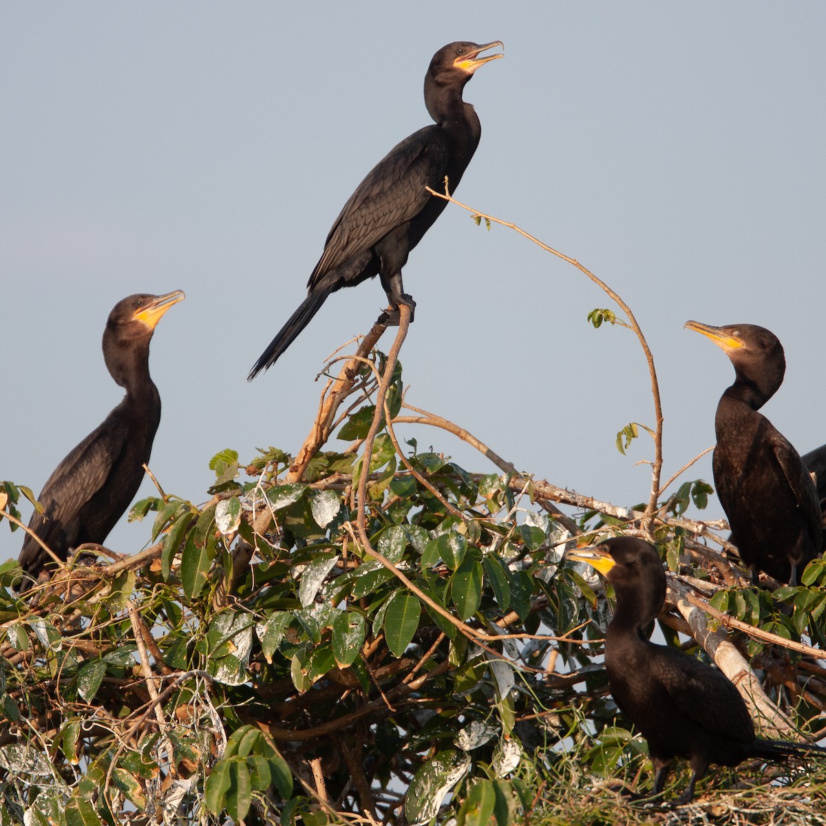 Neotropic Cormorant - Werner Suter