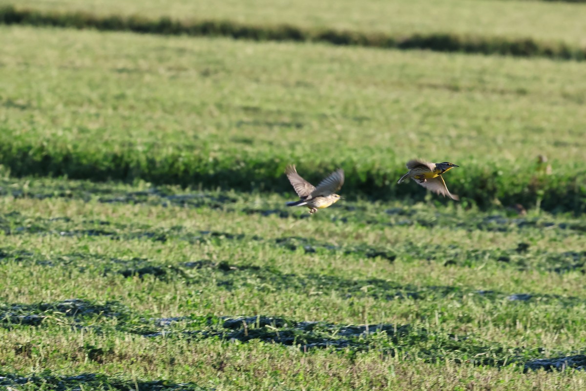 Western Meadowlark - ML613639155