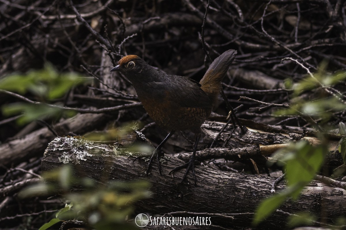 Black-throated Huet-huet - Safaris Buenos Aires