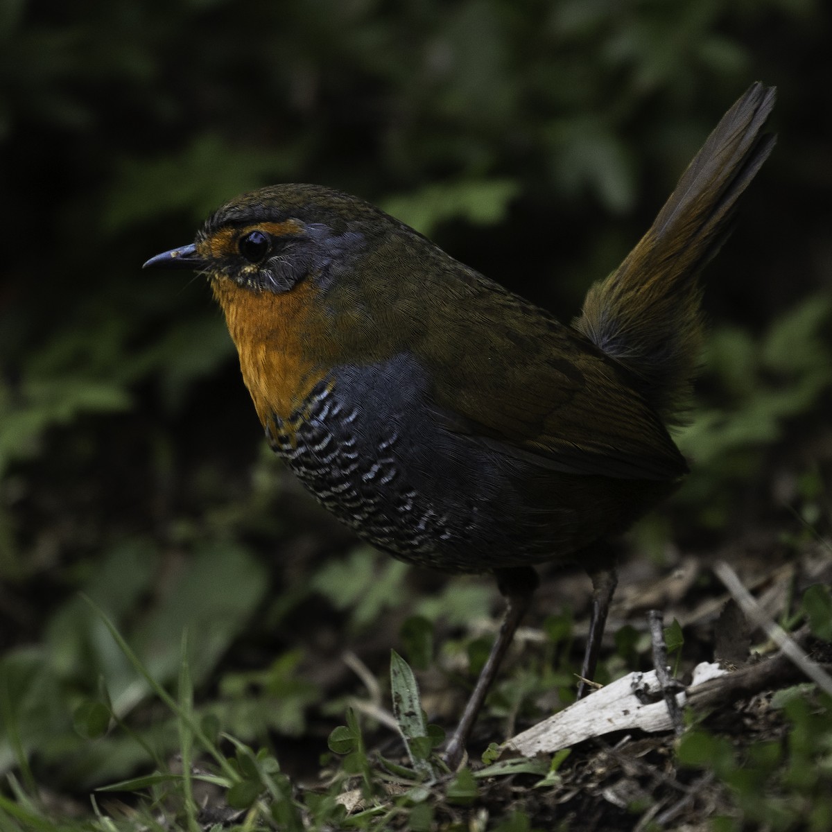 Chucao Tapaculo - ML613639193