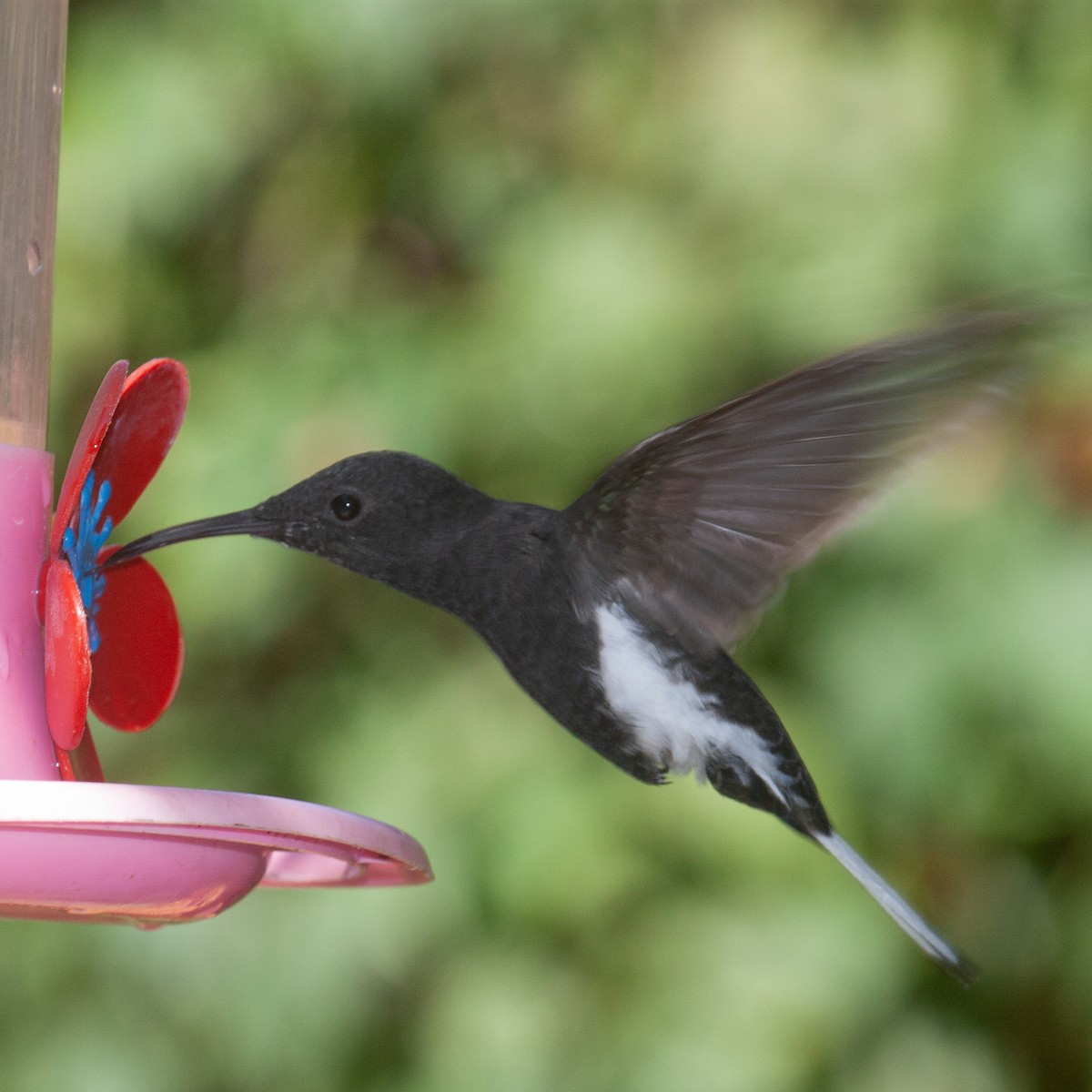 Black Jacobin - ML613639224