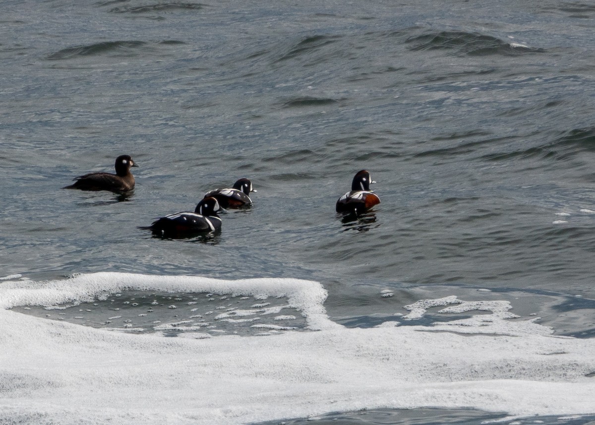 Harlequin Duck - ML613639236