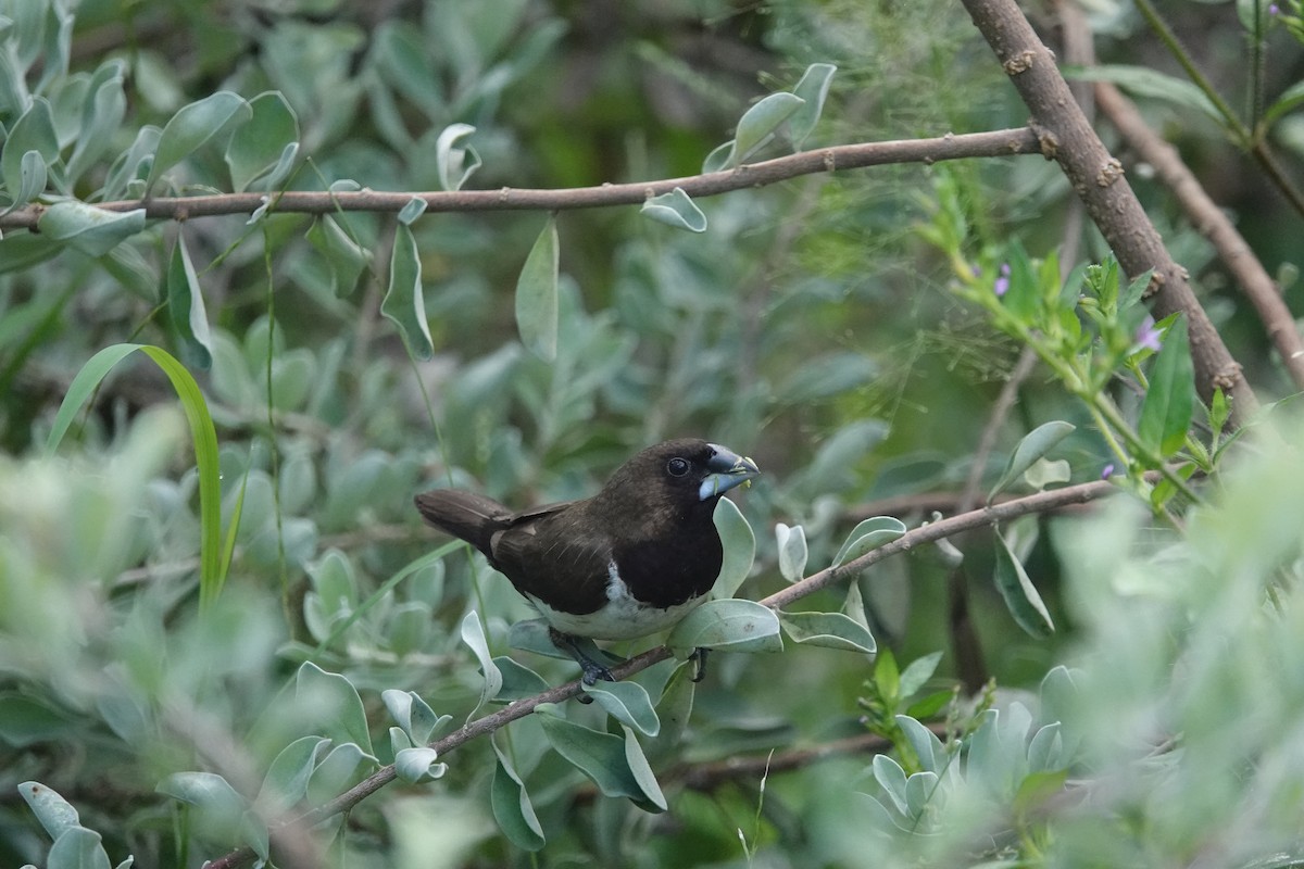 Javan Munia - Lucas Koh