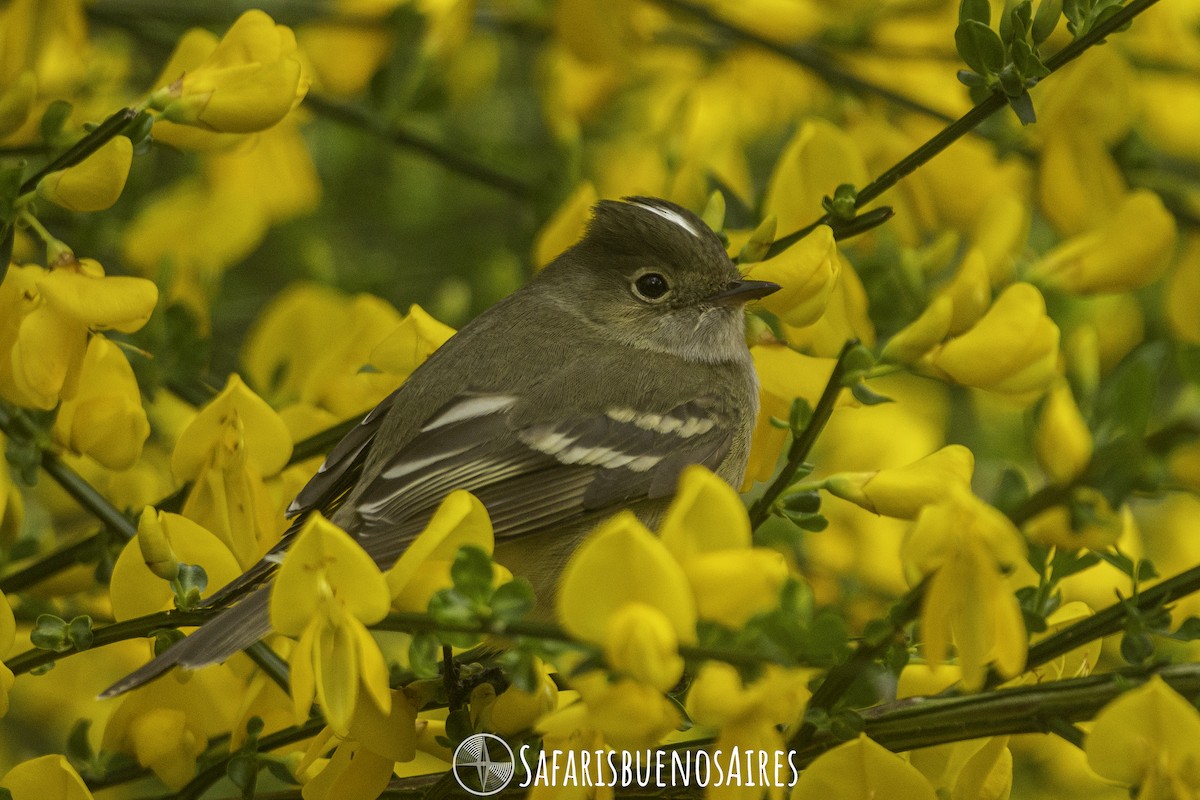 White-crested Elaenia - ML613639305