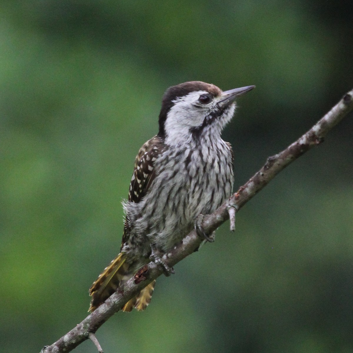 Cardinal Woodpecker - ML613639348