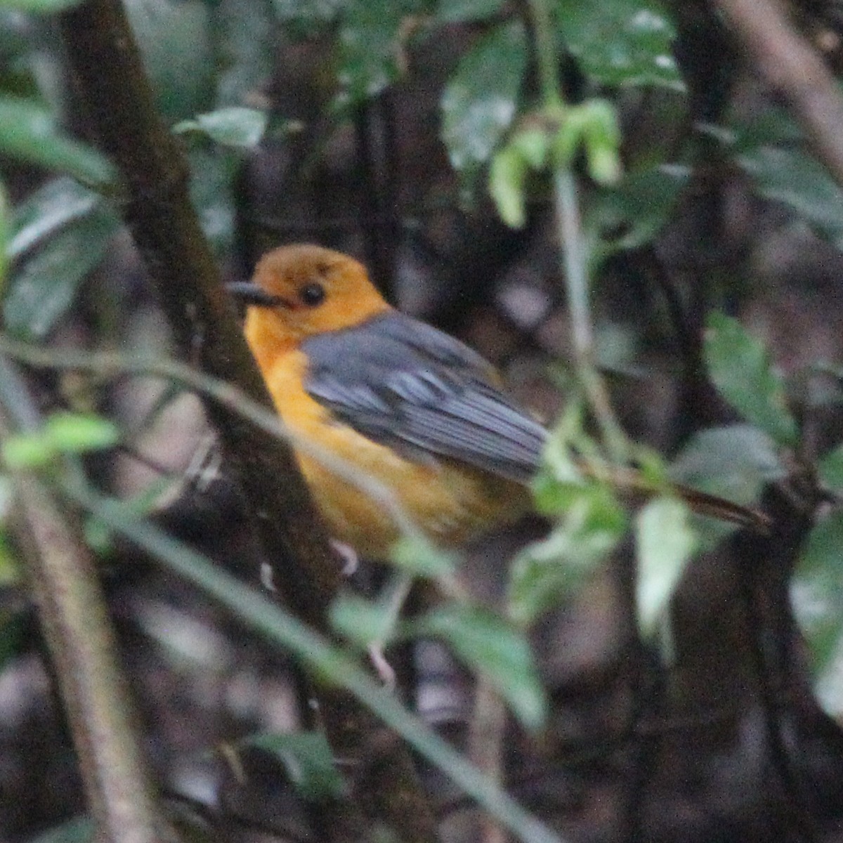 Red-capped Robin-Chat - ML613639355