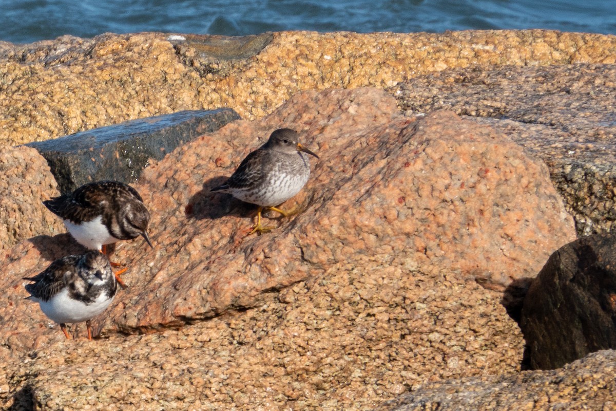 Purple Sandpiper - ML613639426