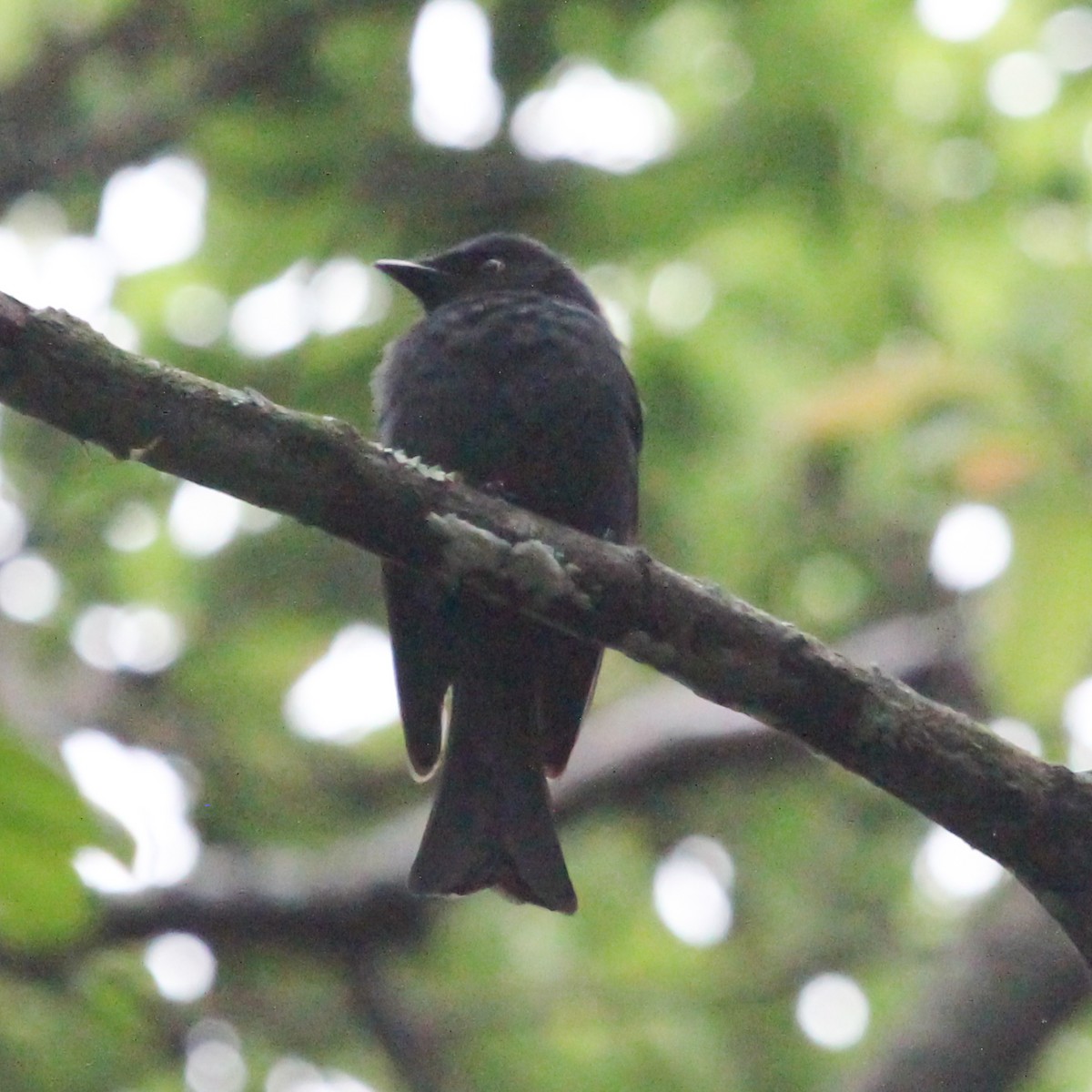 Geradschwanzdrongo - ML613639428