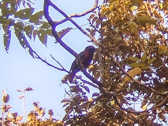 Maroon Oriole - ML613639462