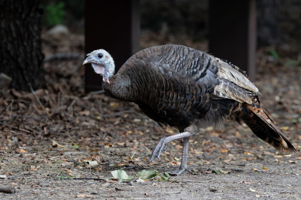 Wild Turkey - ML613639486