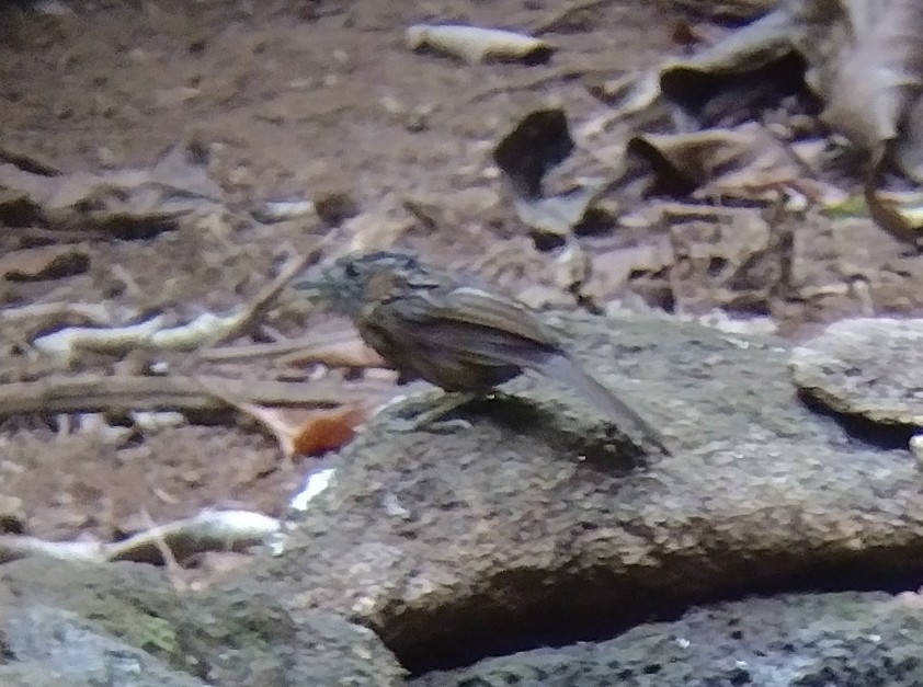 Gray-throated Babbler - ML613639494