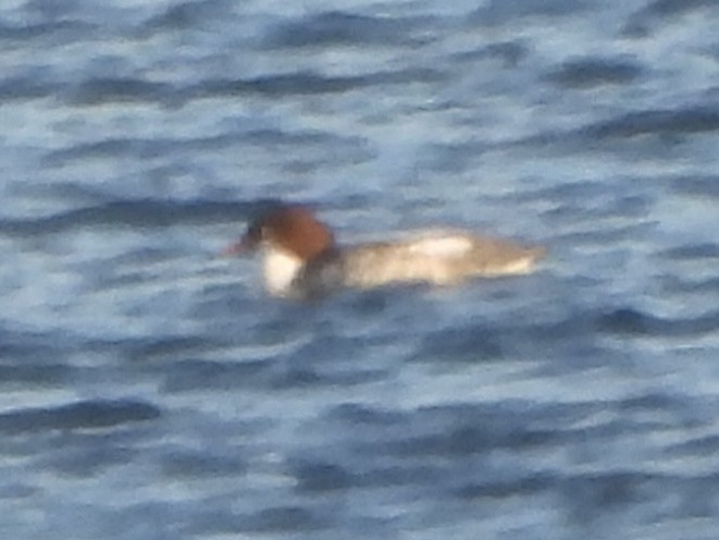 Common Merganser - ML613639521