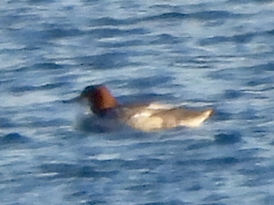 Common Merganser - ML613639522