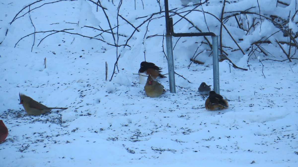 Eastern Towhee - ML613639578