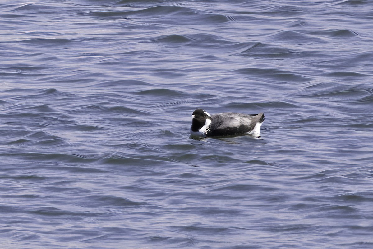 Ancient Murrelet - ML613639595