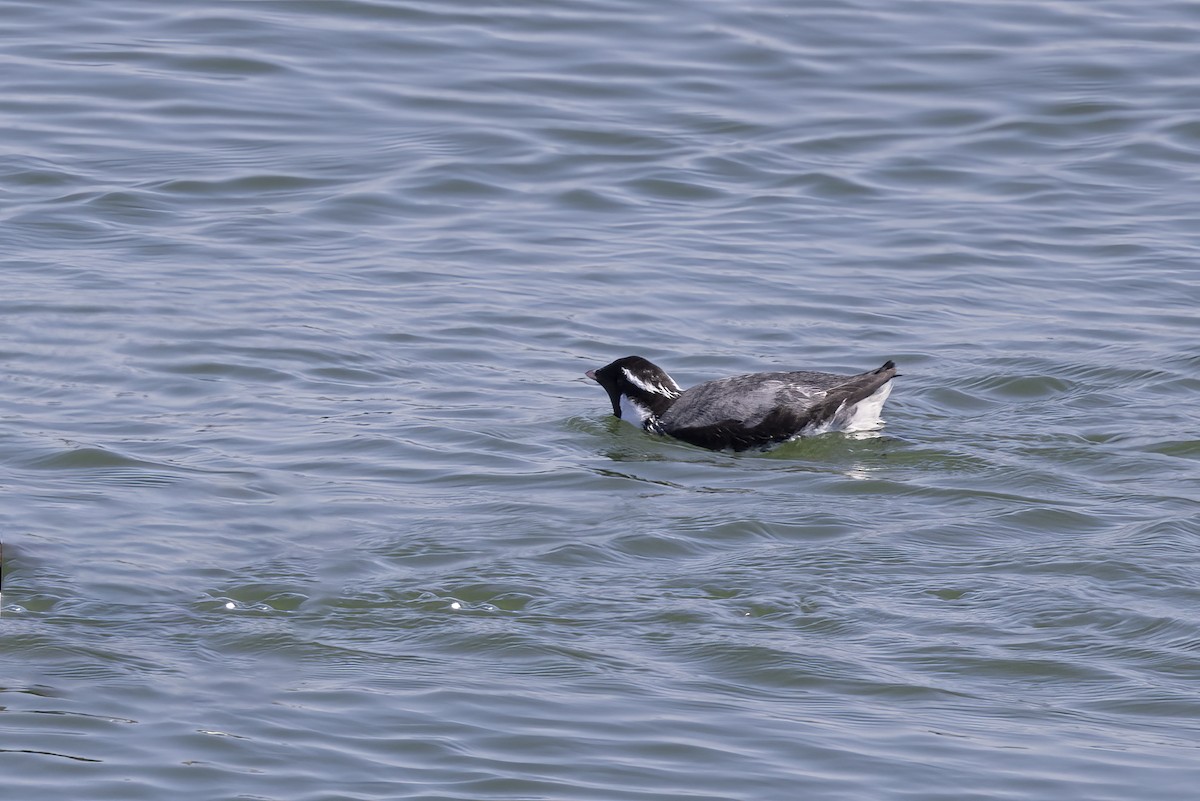 Ancient Murrelet - ML613639600