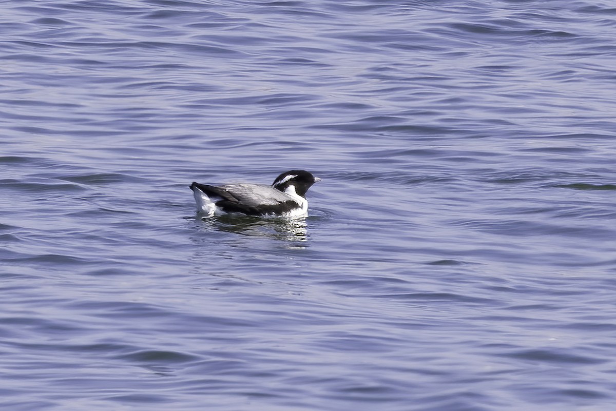 Ancient Murrelet - ML613639601