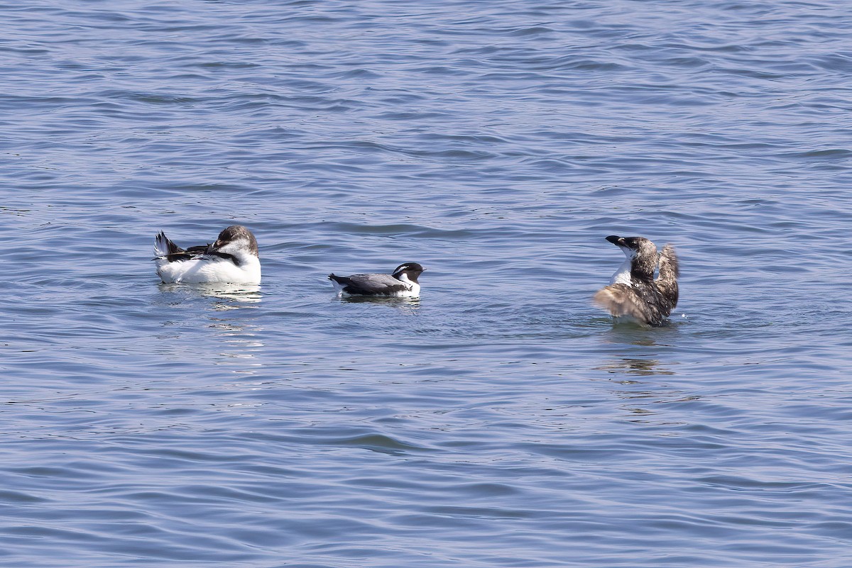 Ancient Murrelet - ML613639602