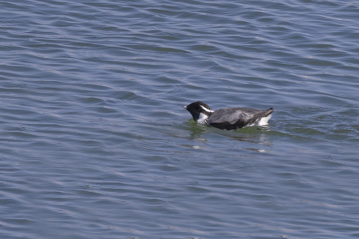 Ancient Murrelet - Delfin Gonzalez