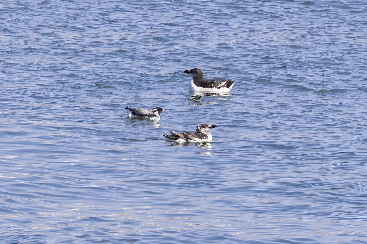 Ancient Murrelet - ML613639606