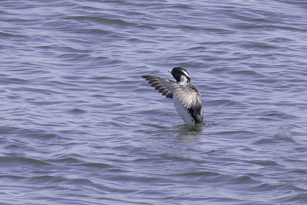 Ancient Murrelet - ML613639608