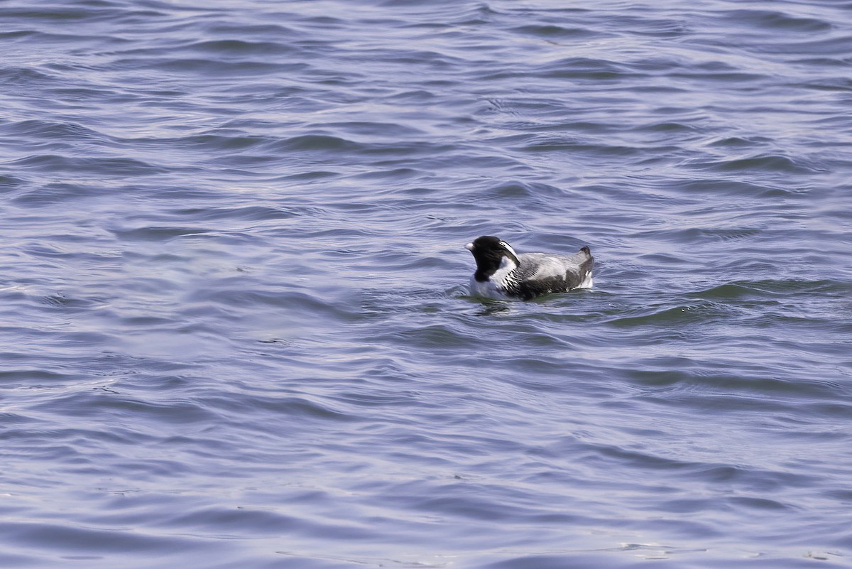 Ancient Murrelet - ML613639609