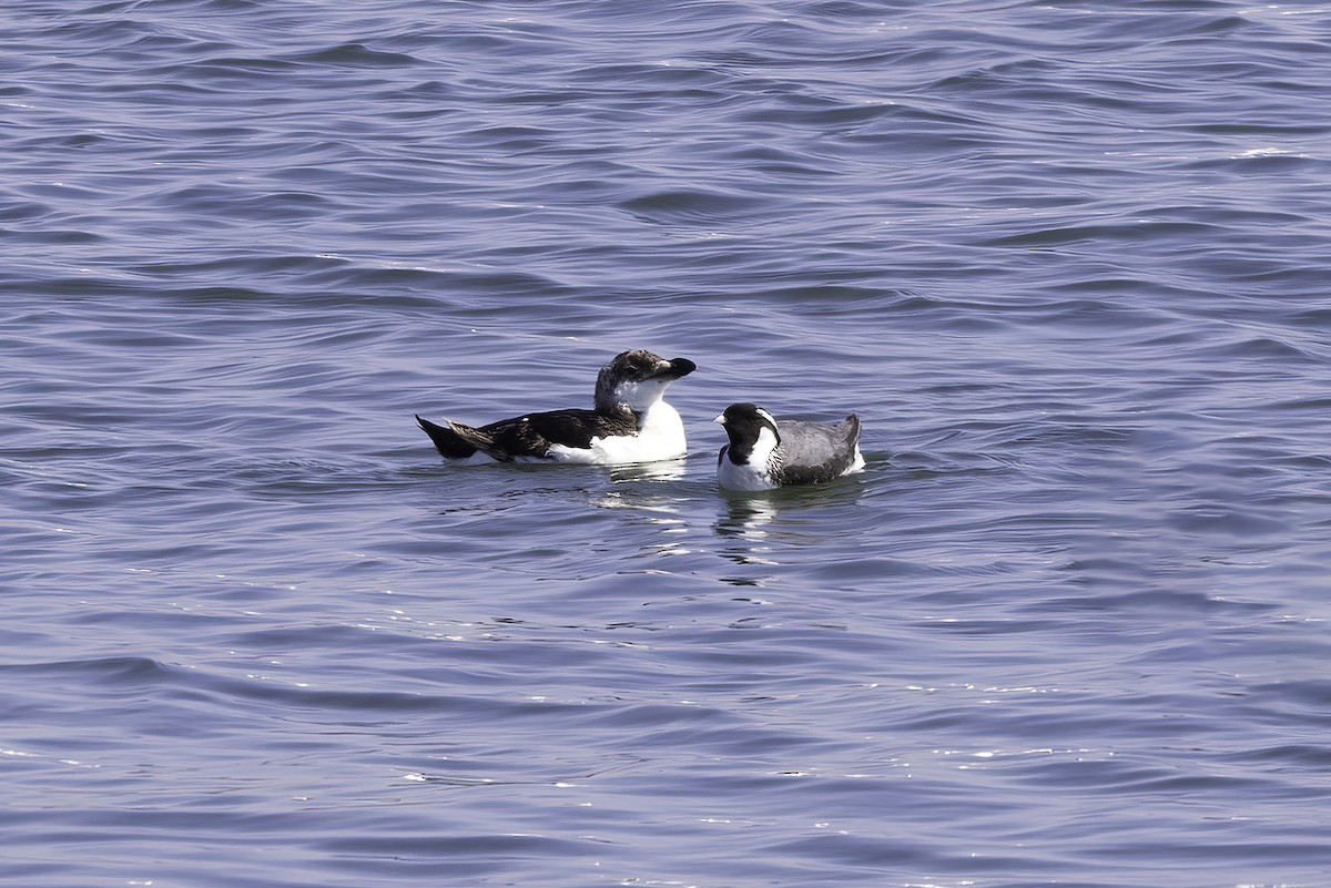 Ancient Murrelet - ML613639610