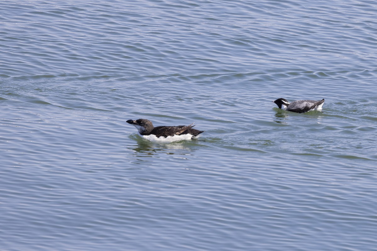 Ancient Murrelet - ML613639611