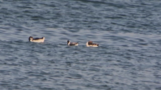 Guillemot à cou blanc - ML613639654