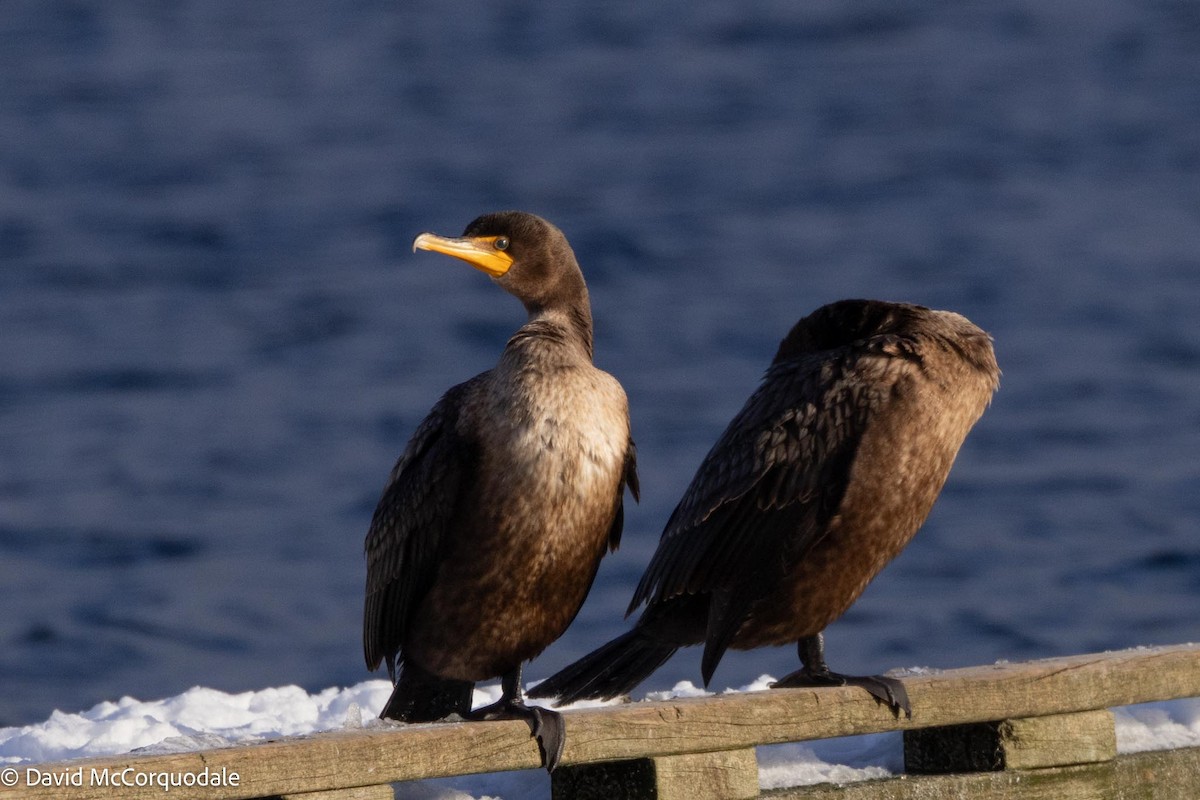 Double-crested Cormorant - ML613639712