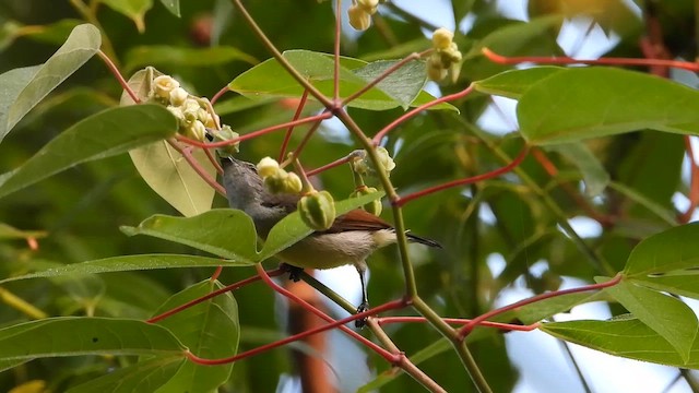 Purple-rumped Sunbird - ML613639781