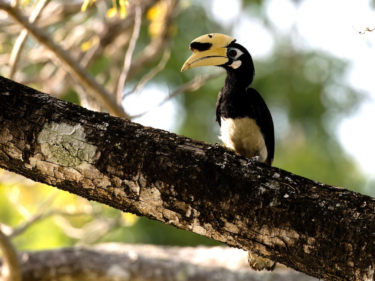 Oriental Pied-Hornbill - ML613639795