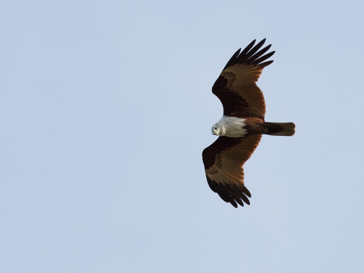 Brahminy Kite - ML613639808