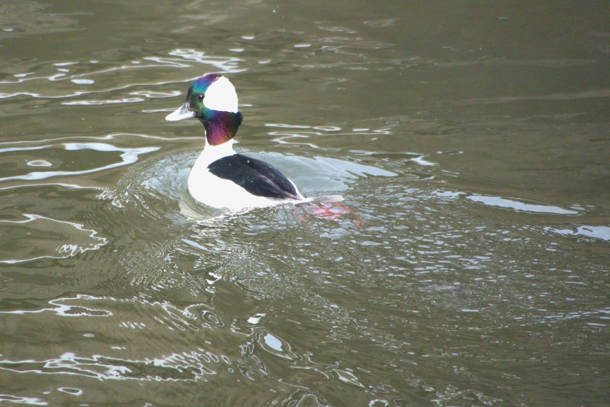 Bufflehead - ML613639867