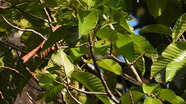 Large-billed Leaf Warbler - ML613639887