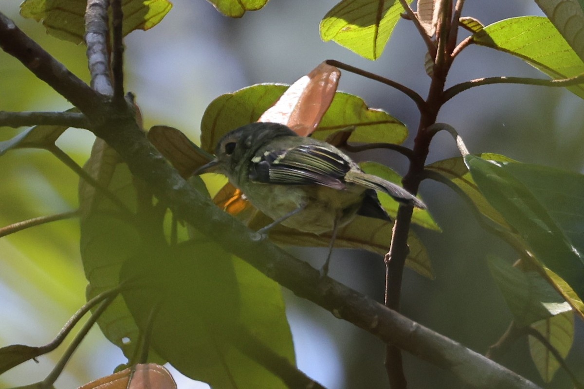 Bahia Tyrannulet - Charles Davies