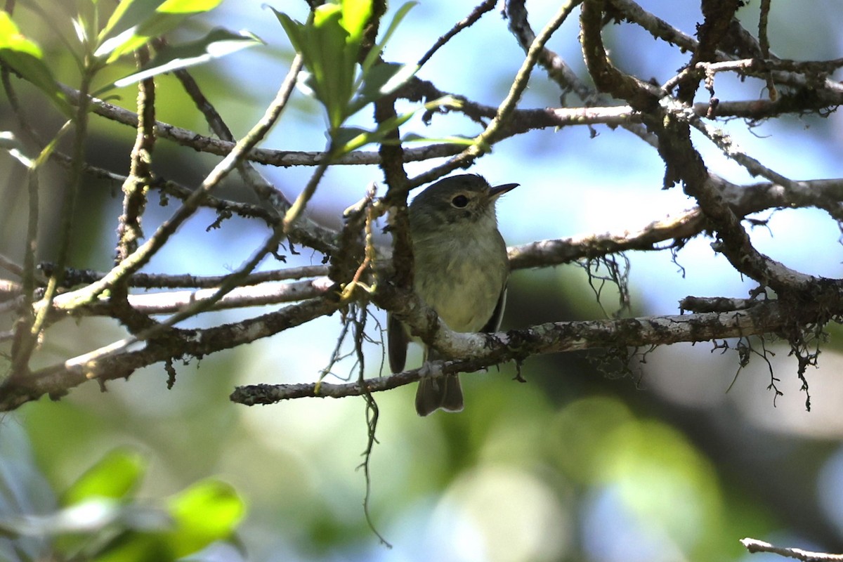 Bahia Tyrannulet - ML613639908