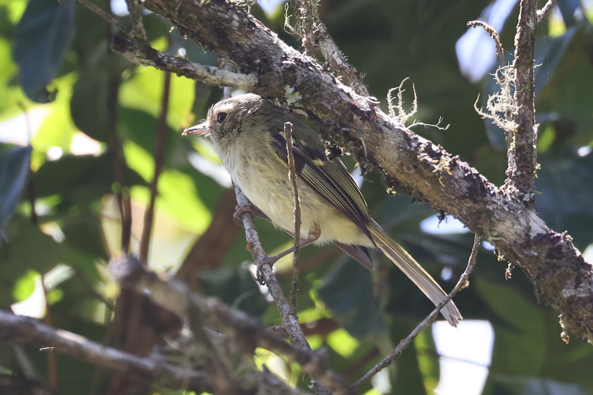 Bahia Tyrannulet - ML613639911