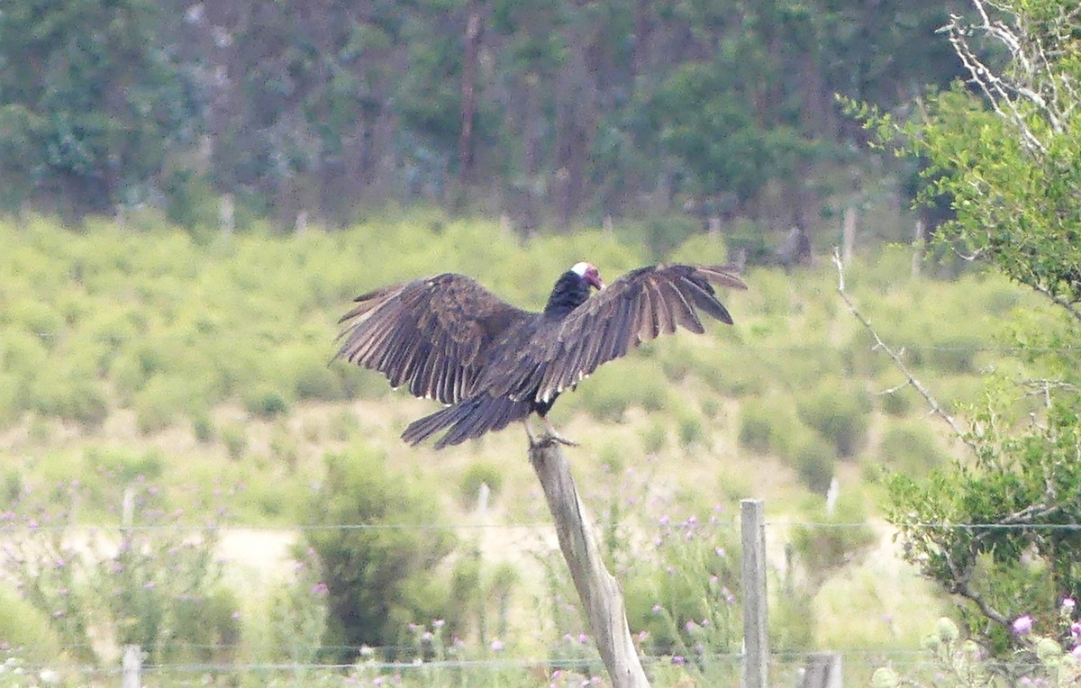 Turkey Vulture - ML613639912