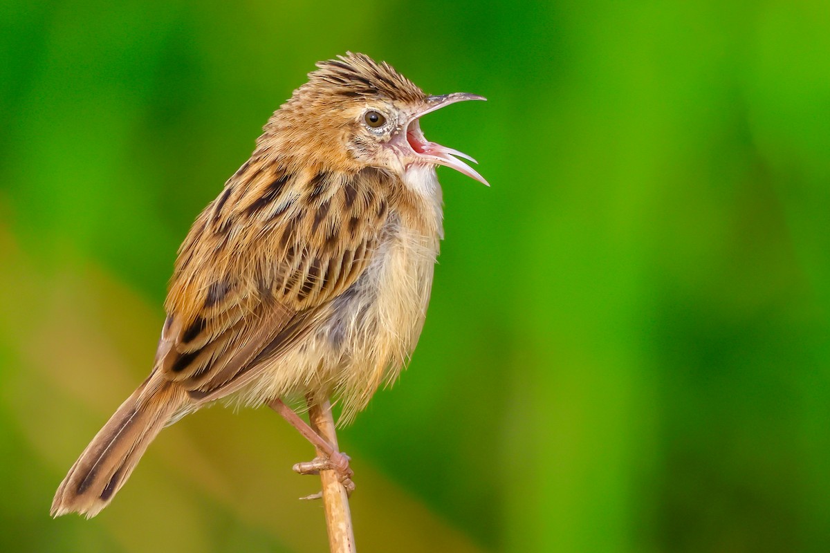 Zitting Cisticola - ML613639949