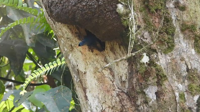 Velvet-fronted Nuthatch - ML613640001