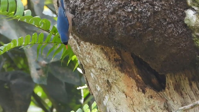 Velvet-fronted Nuthatch - ML613640002