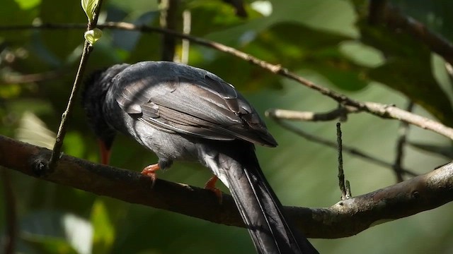Square-tailed Bulbul (Sri Lanka) - ML613640010