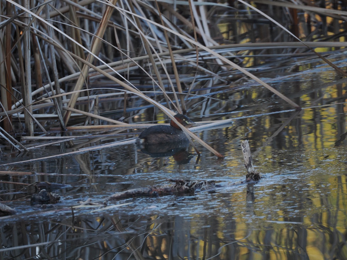 Little Grebe - ML613640018