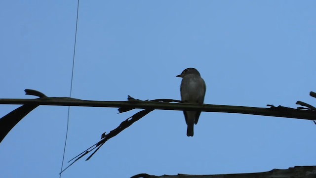 Asian Brown Flycatcher - ML613640021